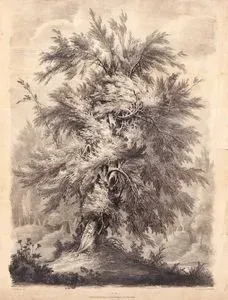 Dişbudak Ağacı