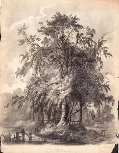 Huş Ağacı