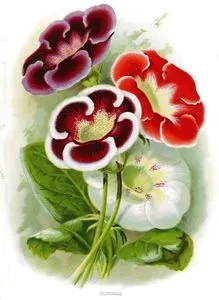 Bardak Menekşesi (Gloxinia)