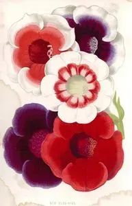 Bardak Menekşesi (Gloxinia)