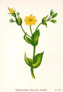 Sarı Sarmaşık