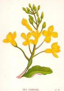Deniz Lahanası