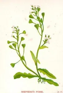 Çobançantası