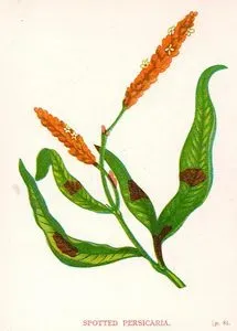 Söğütotu