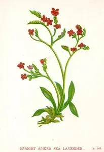 Dik Başaklı Deniz Lavantası