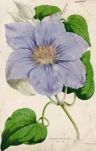 Cleamatis (Yaban Asması)
