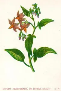 Yaban Yasemini