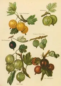 Sarı Şampanya,  Whitesmith, Kırmızı Şampanya, Pitmaston Yeşil Gage, Yeşil Gage, Kırmızı Warringhton