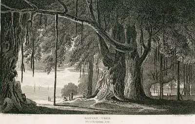 Banyan (Hint İnciri) Ağacı