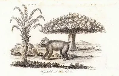 Baobab Ağacı, Diğer Bitkiler Ve Goril, Afrika Cilt III. Resim 48.