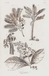 Sri Lanka Bitkileri, Demirhindi (1), Sago Hurması Ağacı (2), Sinameki (Cassia) (3 ) ve Tik Ağacının Yaprakları (4), Asya Cilt IV. Resim 67.