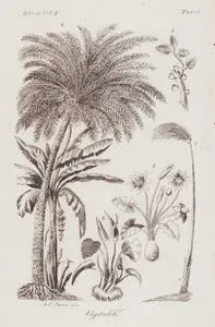 Afrika Bitkileri, Papirüs, Hurma Ağacı, Muz Ağaçı, Nilüfer vb, Afrika Cillt I. Resim 5.