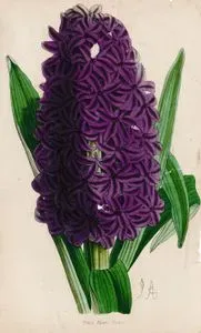 Sümbül