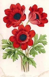 Anemone Çiçekleri