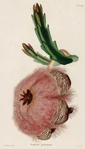 Leş Çiçeği