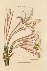Nergis Zambağı