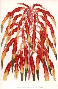 Amaranthus