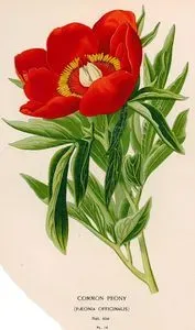 Şakayık