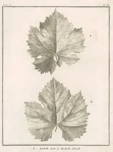 1.Rochelle Yeşil Yaprağı 2.Rochelle Sarı Yaprağı