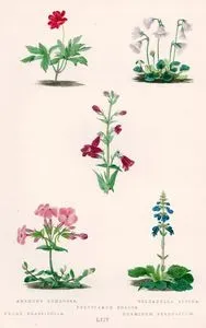 Rüzgar Gülü (Dağ Lalesi), Alp Dağları Soldenallası, Sakallı Dil 
Çiçeği, Phlox (Alev) Çiçeği, Ejder Ağzı Çiçeği