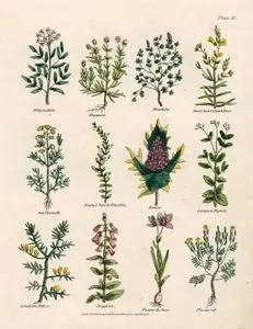 Filipendula, Pireotu, Şahtere Otu, Nevruz Otu, Rezene,Fuellin, Deniz Boğadikeni, Adi Sıraca Otu, Katırtırnağı, Yüksük Otu,
 İris Çiçeği, Flaxweed
