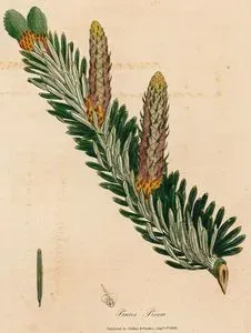 Fıstık Çamı