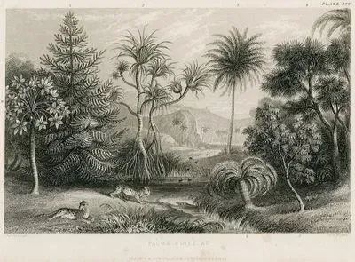 Palmiye Ve Çam Ağaçları