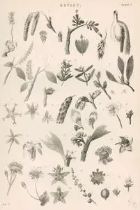 Botanik