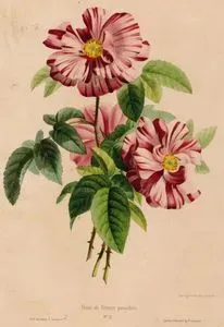 Portland Gülü