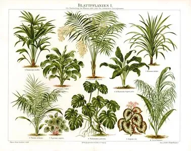 Yeşil Yapraklı Bitkiler I.-1.Tüylü Palmiye 2.Dresena Çiçeği 3.Palmiye 4.Difenbahya 5.Dracaena 6.Senegal Hurması 7.Peperomia (Zümrüt Dalgası) Çiçeği 8.Deve Tabanı 9.Yaprak Begonya 10.Hindistan Cevizi Ağacı