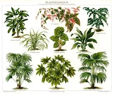 Yeşil Yapraklı Bitkiler II.-1.Çin Palmiyesi 2.Sarmaşık Begonya 3.Polypodium Aureum 4.Tropikal Pandanus 5.Flamingo Çiçeği 6.Alaca Yapraklı 7.Şemşiye Palmiye 8.Aralya 9.Çin Yelpaze Palmiyesi