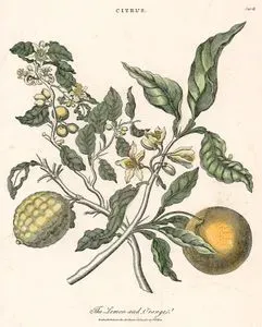 Limon Ve Portakal
