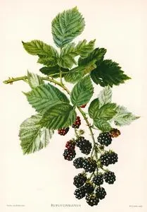 Böğürtlen