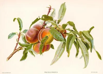 Şeftali