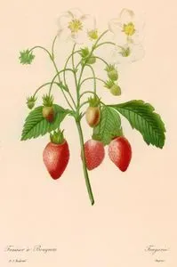 Çilek