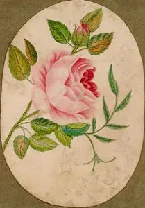 Pembe Gül