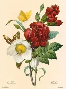 Hellebore Çiçeği Ve Yabani Karanfil
