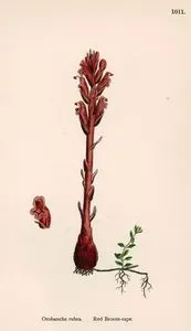 Kırmızı Broomrape