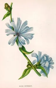 Mavi Hindiba