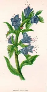 Engerek Otu