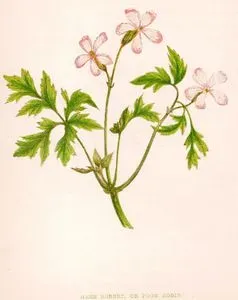 Turnagagası