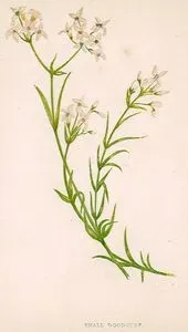 Orman İplikçiği