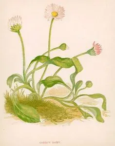 Papatya