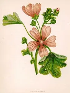 Ebegümeci