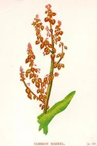Kuzukulağı