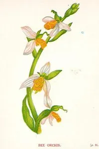 Arıorkide