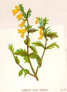 Pişmezot