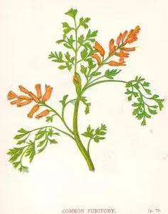 Şahtere Otu
