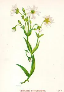 Kuşotu