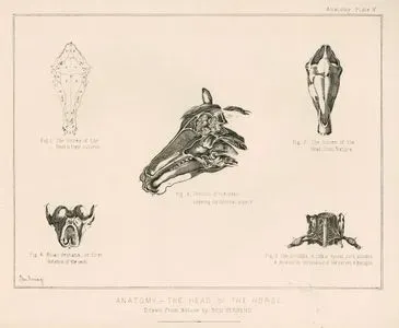 At Kafasının Anatomik Yapısı, Plate V.
